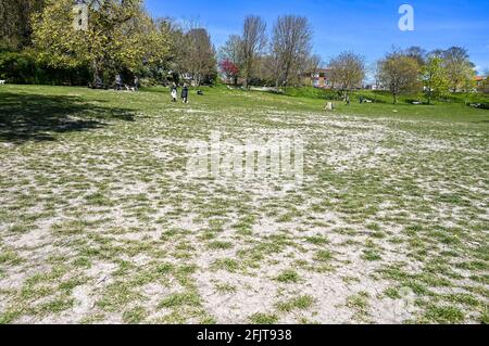 Brighton UK 26. April 2021 - das Gras im Queens Park Brighton ist ausgetrocknet, da das trockene, sonnige Wetter im gesamten Südosten anhält. Der 2021. April ist auf dem besten Weg, seit 1938 der trockenste seit Beginn der Aufzeichnungen in Großbritannien zu sein: Credit Simon Dack / Alamy Live News Stockfoto