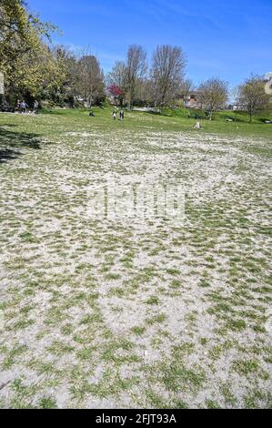 Brighton UK 26. April 2021 - das Gras im Queens Park Brighton ist ausgetrocknet, da das trockene, sonnige Wetter im gesamten Südosten anhält. Der 2021. April ist auf dem besten Weg, seit 1938 der trockenste seit Beginn der Aufzeichnungen in Großbritannien zu sein: Credit Simon Dack / Alamy Live News Stockfoto