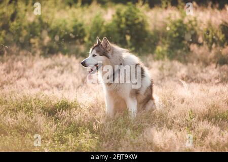 Adoarble Hund sitzt auf Sommerwiese Stockfoto