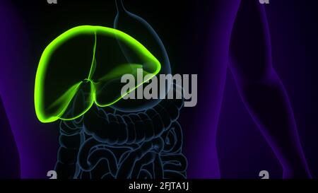 Leber 3D-Illustration Anatomie des menschlichen Verdauungssystems. Stockfoto