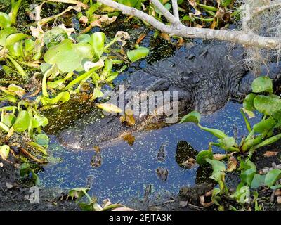 Nahaufnahme eines erwachsenen schlafenden Alligators, Alligator mississippiensis, in sumpfiger Gegend, mit zwei kleinen Baby-Alligatoren, Gainesville, Florida, USA. Stockfoto