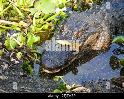 Nahaufnahme eines reifen Alligatorkopfes, Alligator mississippiensis, teilweise in sumpfiges Gebiet getaucht, Gainesville, Florida, USA. Stockfoto