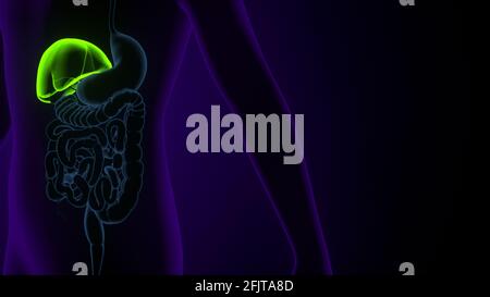 Leber 3D-Illustration Anatomie des menschlichen Verdauungssystems. Stockfoto