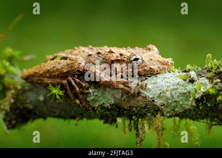 Scinax boulengeri, der schnupfende Baumfrosch von Boulenger, zinnige Amphibie mit roter Blume. In Naturlebensraum. Frosch aus Costa Rica, tropischer Wald. Wunderschön A Stockfoto