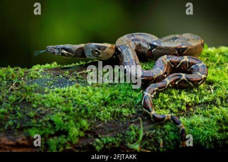 Boa Constrictor Schlange in der wilden Natur, Costa Rica. Wildlife-Szene aus Mittelamerika. Reisen Sie im Tropenwald. Gefährliche Viper aus dem Dschungel. Schlange Stockfoto