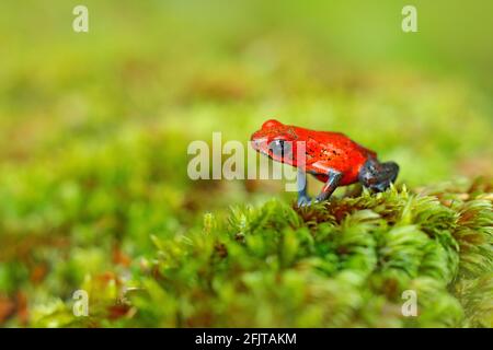 Red Strawberry Gift Dart Frosch, Dendrobates pumilio, in der Natur Lebensraum, Costa Rica. Nahaufnahme Porträt des giftigen roten Frosches. Seltene Amphibien im t Stockfoto