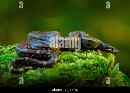 Boa Constrictor Schlange in der wilden Natur, Costa Rica. Wildlife-Szene aus Mittelamerika. Reisen Sie im Tropenwald. Gefährliche Viper aus dem Dschungel. Schlange Stockfoto