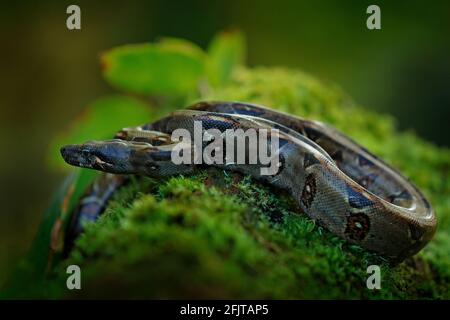 Boa Constrictor Schlange in der wilden Natur, Costa Rica. Wildlife-Szene aus Mittelamerika. Reisen Sie im Tropenwald. Gefährliche Viper aus dem Dschungel. Schlange Stockfoto