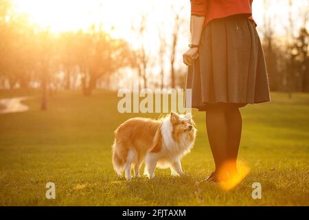 Der Hund sieht den Besitzer mit einem schuldigen Blick an Stockfoto