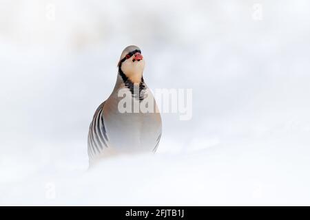 Felsenhühner, Alectoris graeca, Gamebird in der Familie der Faasanten, im Winter im Schnee. Vogel im weißen Lebensraum, Hemis NP, Ladakh, Indien. Par Stockfoto