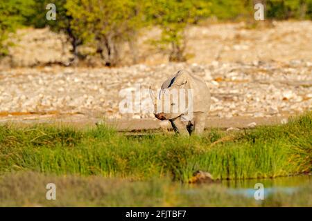 Schwarzes Nashorn oder Hakennashorn, Diceros bicornis, in der Natur Lebensraum, Afrika, Gesicht Porträt des großen Tieres. Rhino in der Nähe des Wasserlochs w Stockfoto