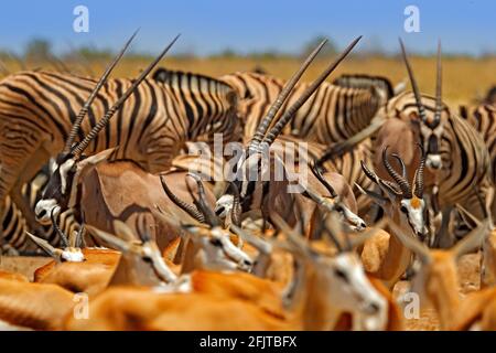 Große Gruppe von Tieren, Namibia. Tierherden in der Nähe des Wasserlochs, Etocha NP, Namibia, Afrika. Sonniger heißer Tag in der Trockenzeit in der Wüste. Gemsbok, Oryx Stockfoto