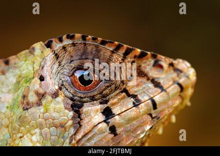 Detail behelmter Basilisk-Leguan, Corytophanes cristatus, Nahaufnahme. Eidechse in der Natur Lebensraum, grüne Waldvegetation. Schönes Reptil mit l Stockfoto