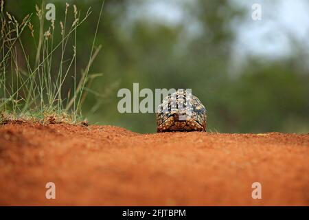 Leopardschildkröte, Stigmochelys pardalis, auf der orangefarbenen Schotterstraße. Schildkröte im grünen Wald Habitat, Kruger NP, Südafrika. Gesicht Porträt von Tort Stockfoto