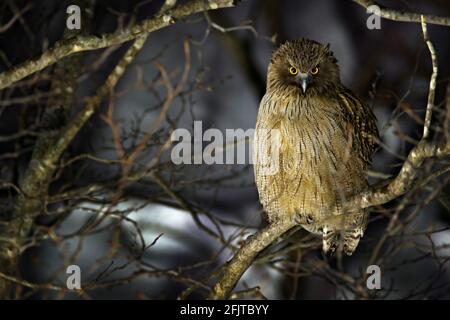 Blakiston-Fischeule, Bubo blakistoni, größte lebende Fischadlereule. Vogeljagd im kalten Wasser. Wildlife-Szene aus Winter Hokkaido, Japa Stockfoto