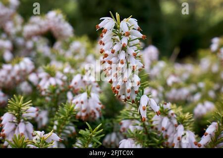 Erica × darleyensis ‘White Perfection’ blüht in Nahaufnahme Stockfoto