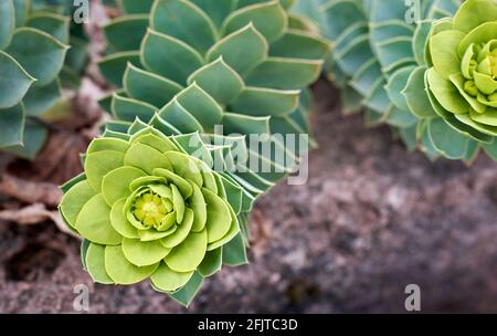 Die Myrtenspurge, der Blauspurge oder der Laubspurge, die Myrtenspurge, ist eine Sukkulente der blühenden Pflanze in der Familie der Spurgen Stockfoto