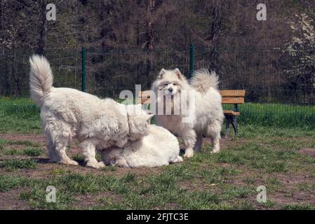 Drei weiße Hunde spielen auf einem Hundespielplatz Stockfoto