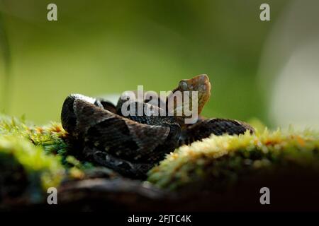 Fer-de-Lanze, Botrops atrox, in einem natürlichen Lebensraum. Gewöhnliche Lanceheidenviper, im tropischen Wald. Giftschlange im dunklen Dschungel. Detail der seltenen Schlange Fr. Stockfoto