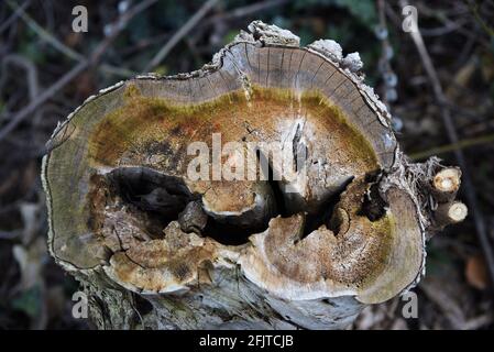 Verfaulender Baumstumpf mit einem Loch, das Holzmaserung und zeigt Alterungsringe Stockfoto