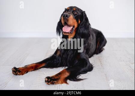 Schottischer Setter Hund, der auf dem Boden ruht Stockfoto