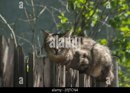 Straßenkatze, die in der Nähe auf einem alten hölzernen Gartenzaun liegt Stockfoto