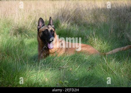 Belgischer Schäferhund auf einem Grasfeld mit etwas Sonnenschein Auf seinem Körper Stockfoto