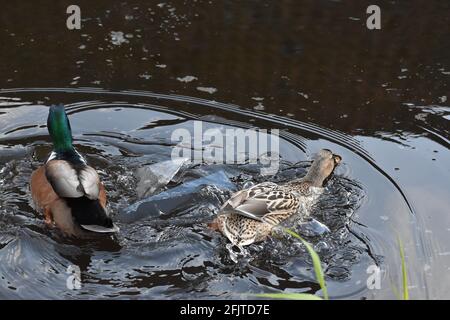 2 Anas platyrhynchos (Mallard) Weibchen und Männchen durchbrechen das Eis in einem Fluss. Stockfoto