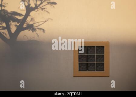 Baumschatten auf einer Fensterwand Stockfoto