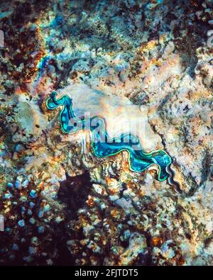 Geriffelte Riesenmuschel im tropischen Korallenriff Stockfoto