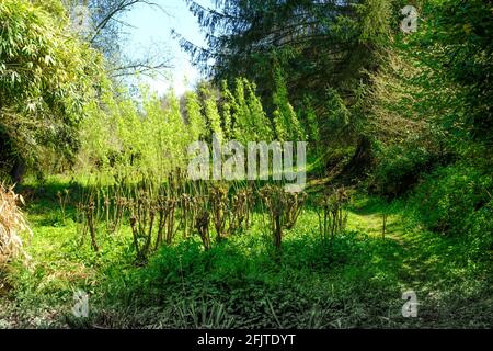 Ein Withy entlang des Baches vor der Avon-Mündung, Aveton Gifford, South Hams, Devon, Großbritannien Stockfoto