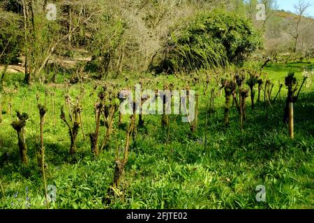 Ein Withy entlang des Baches vor der Avon-Mündung, Aveton Gifford, South Hams, Devon, Großbritannien Stockfoto