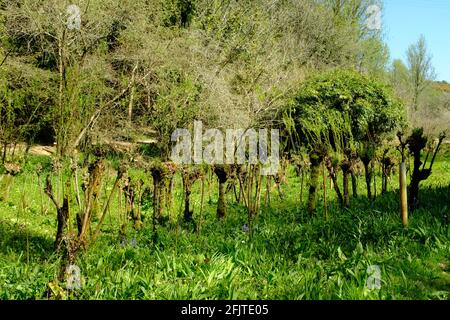 Ein Withy entlang des Baches vor der Avon-Mündung, Aveton Gifford, South Hams, Devon, Großbritannien Stockfoto