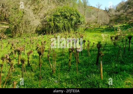 Ein Withy entlang des Baches vor der Avon-Mündung, Aveton Gifford, South Hams, Devon, Großbritannien Stockfoto