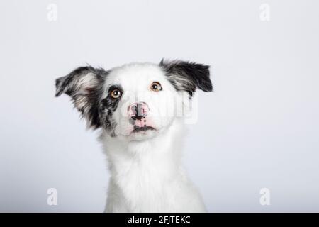 Lustiges Studioporträt eines niedlichen Border Collie Welpe isoliert auf weißem Hintergrund. Isoliertes Bild. Selektiver Fokus Stockfoto