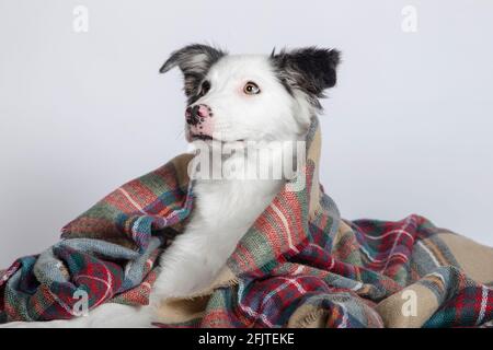 Border Collie Welpe liegt unter einer warmen Decke auf einem Weißer Hintergrund Stockfoto