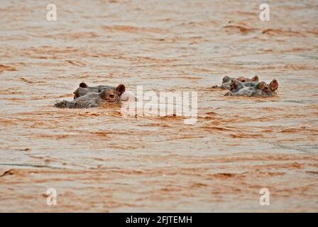 Hippopotamus - Hippopotamus amphibius, beliebtes Großsäugetier aus afrikanischen Flüssen und Seen, See Ziway, Äthiopien. Stockfoto