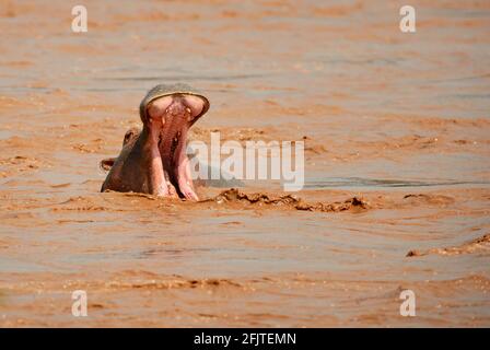 Hippopotamus - Hippopotamus amphibius, beliebtes Großsäugetier aus afrikanischen Flüssen und Seen, See Ziway, Äthiopien. Stockfoto