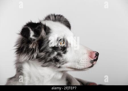 Nahaufnahme des Auges eines Border Collie Welpen. Schöner Border Collie Welpe Stockfoto