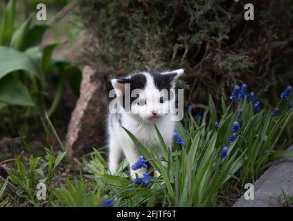Schwarz-weiße Hauskätzchen im Freien. Kleine Katze in der Natur. Katzenkindschaft, schöne Karten, Harmonie der Natur Stockfoto