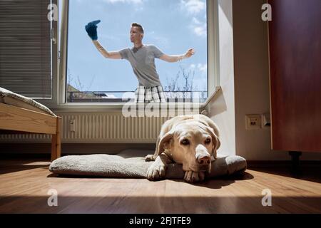 Der alte Hund ruht sich auf dem Heimtierbett aus und der Mann putzt das Fenster mit einem Lappen zu Hause. Themen Hausarbeit und Haushalt und das Leben mit Haustieren. Stockfoto