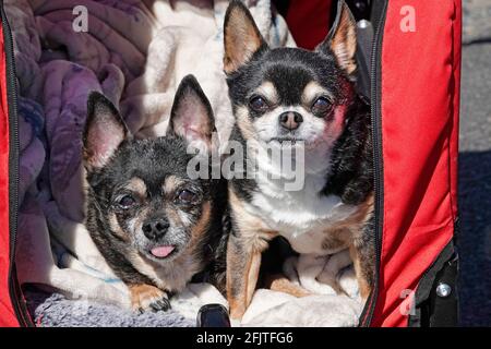 Ein paar niedliche ältere Cross Breed Hunde, die in einer Babykutsche in einem Stadtpark in Bend, Oregon, getragen werden. Stockfoto