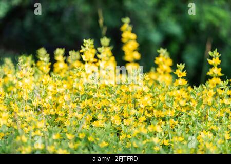 Gelbe Blüten von Lysimachia punctata. Der gepunktete Loosestrife, der große gelbe Loosestrife oder der gefleckte Loosestrife im Sommergarten. In der Familie Primula Stockfoto