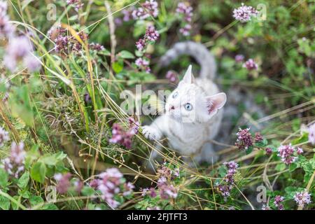 Ein süßes weißes kleines Snow Bengal Kätzchen im Freien umgeben von lila Blumen, Oregano Kraut. Die neugierige kleine Katze ist 7 Wochen alt. Die Katze ist zentriert Stockfoto