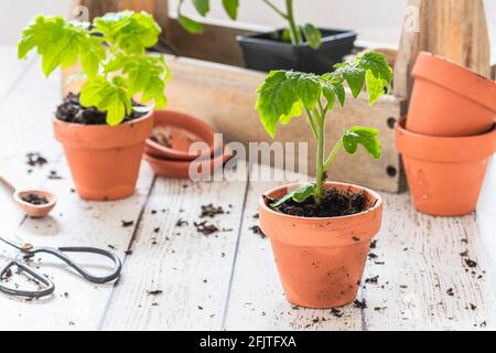 Tomatensämlinge, Tyrella-Tomatenpflanze, in kleinen Terrakotta-Töpfen. Auf einem weißen Holztisch mit anderen Pflanzen und Töpfen im Hintergrund entkokend. S Stockfoto