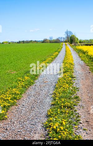 Blühender Elendelion auf einer unbefestigten Straße Stockfoto