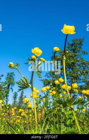 Blick auf Globeflower auf einer Wiese Stockfoto