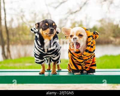 Zwei kleine chihuahua Hunde auf der Bank. Niedliche Haustiere im Freien. Hunde in Kleidung. Frühling Stockfoto