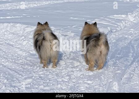 Zwei Keeshond-Hunde stehen an der Kreuzung und wählen einen anderen Anweisungen Stockfoto