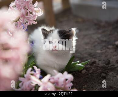 Schwarz-weiße Hauskätzchen laufen auf einem Blumenbeet mit rosa Hyazinthen. Nette kleine Katze in der Natur. Hinterleuchtet Stockfoto
